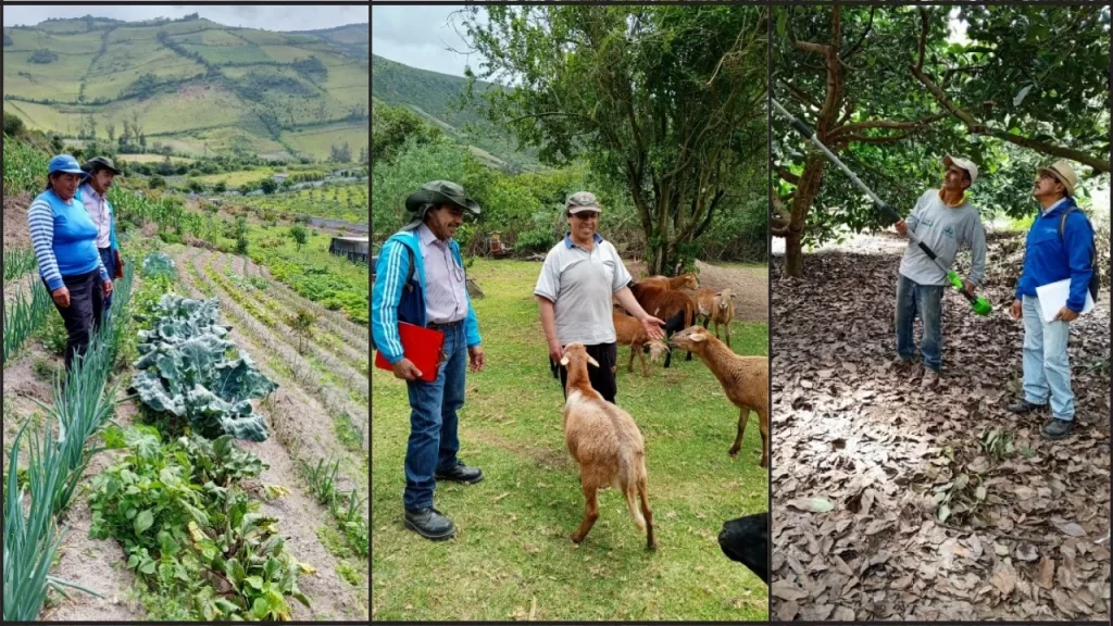 ¡Revoluciona el Agro! Descubre el Impacto de las Variables Socioeconómicas en Puéllaro