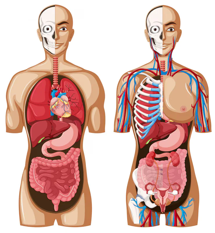 La Anatomía Humana