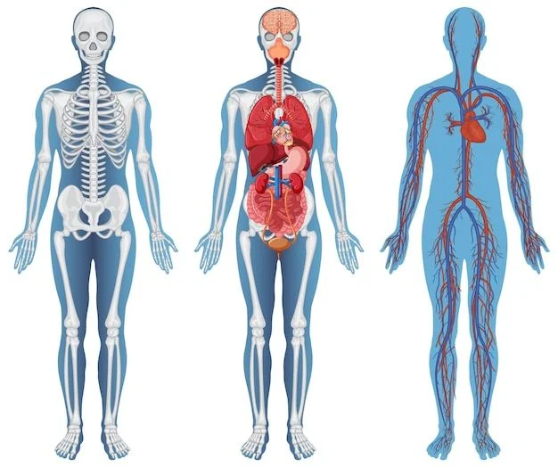 La Anatomía Humana