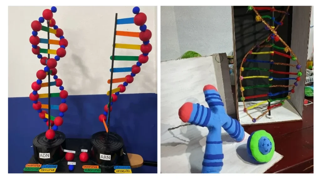Maquetas 3D para el aprendizaje de genética
